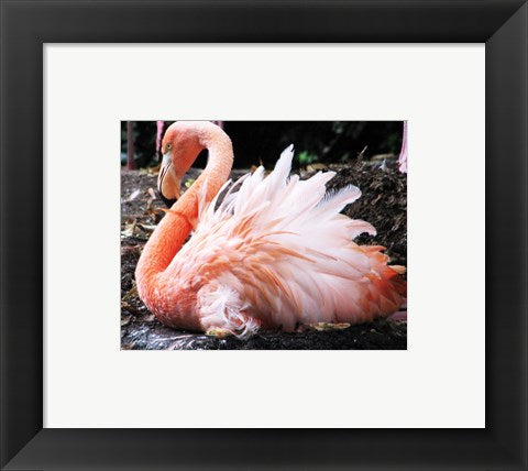 Framed Art Broedende Rode Flamingo Framed Art for your Home Wall Decor 18x24 Artwork