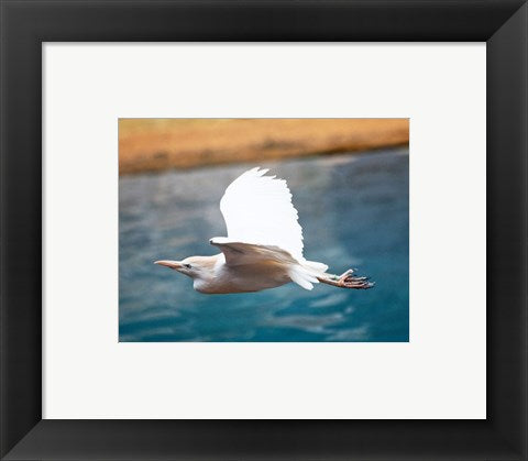 Framed Art Frame Art Bubulcus Ibis-Zoo de Pont-Scorff, Morbihan, France Wall Decor 18x24 Artwork