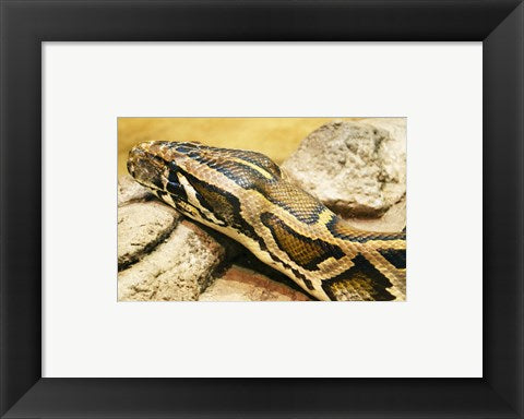 Framed Art Burmese Python Head Framed Art for your Home Wall Decor 18x24 Artwork
