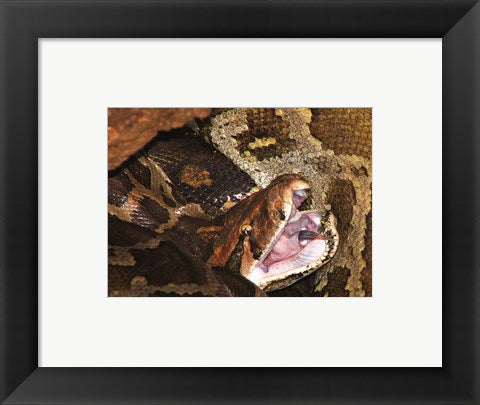Framed Art Burmese Python Framed Art for your Home Wall Decor 18x24 Artwork
