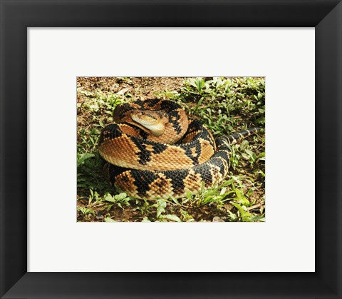 Framed Art Bushmaster Snake Framed Art for your Home Wall Decor 18x24 Artwork