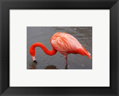 Framed Art Caribbean Flamingo at Slimbridge Arp Wall Decor 18x24 Artwork