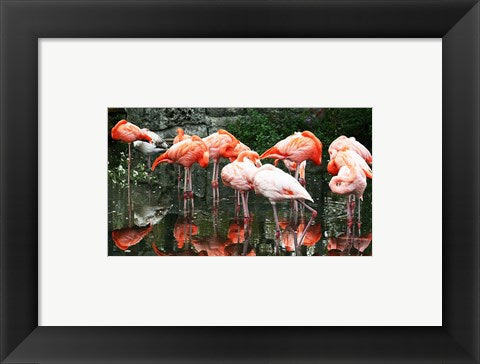 Framed Art Framed Caribbean Flamingo Phoenicopterus Ruber Wall Decor18x24 Artwork