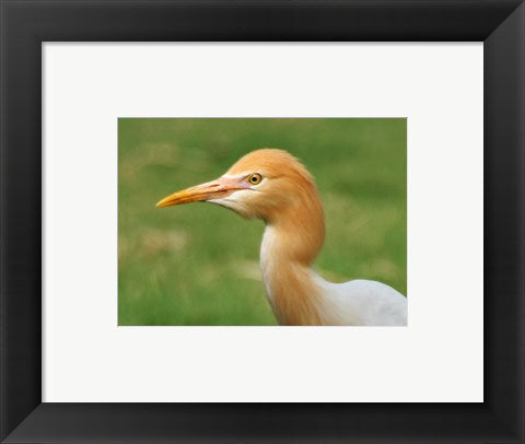 Framed Art Cattle Egret Bubulcus Ibis Wall Decor 18x24 Artwork