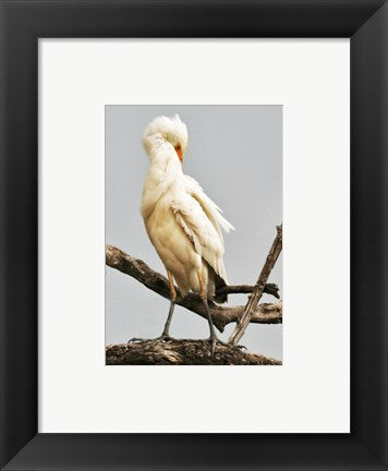 Framed Art Cattle Egret Bubulcus Ibis Preening Wall Decor 18x24 Artwork
