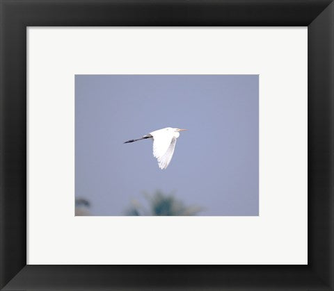 Framed Art Cattle Egret Flight Framed Art for your Home Wall Decor 18x24 Artwork