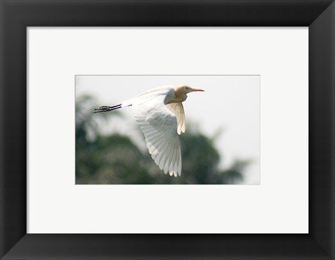 Framed Art Cattle Egret Framed Art for your Home Wall Decor 18x24 Artwork