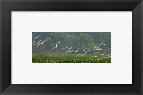 Framed Art Cattle Egrets Framed Art for your Home Wall Decor 18x24 Artwork