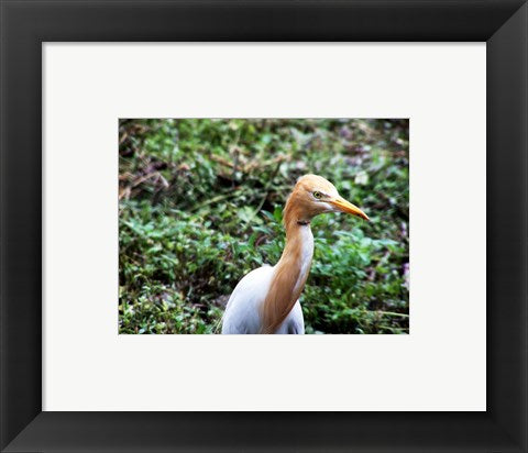 Framed Art Cattle Egret in Summer Framed Art for your Home Wall Decor 18x24 Artwork