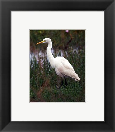 Framed Art CattleEgret Framed Art for your Home Wall Decor 18x24 Artwork