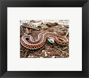 Coast Garter Snake