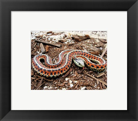 Framed Art Coast Garter Snake Framed Art for your Home Wall Decor 18x24 Artwork
