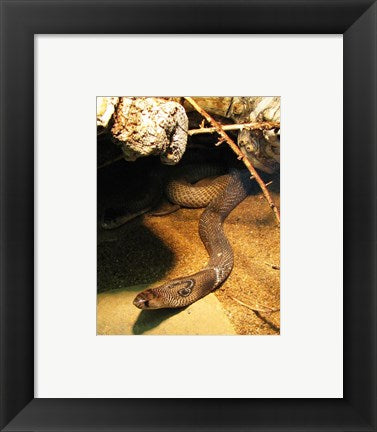Framed Art Cobra Framed Art for your Home Wall Decor 18x24 Artwork