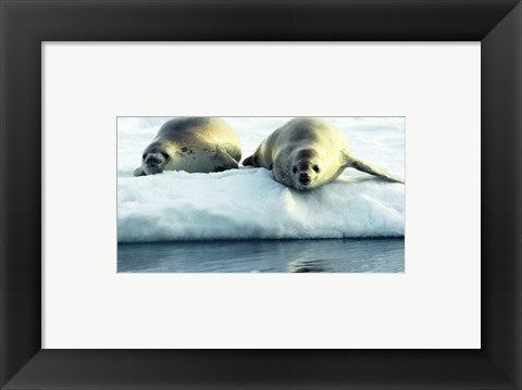 Framed Art Crabeater Seals Framed Art for your Home Wall Decor 18x24 Artwork