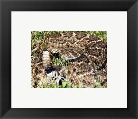 Framed Art Crotalus Atrox Framed Art for your Home Wall Decor 18x24 Artwork