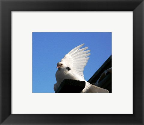 Framed Art Dove Framed Art for your Home Wall Decor 18x24 Artwork