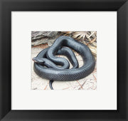 Framed Art Eastern Indigo Snake Framed Art for your Home Wall Decor 18x24 Artwork