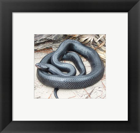Framed Art Eastern Indigo Snake Framed Art for your Home Wall Decor 18x24 Artwork