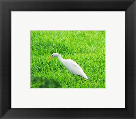 Framed Art Egret In Field Framed Art for your Home Wall Decor 18x24 Artwork