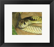 Framed Art Egyptian Cobra Framed Art for your Home Wall Decor 18x24 Artwork