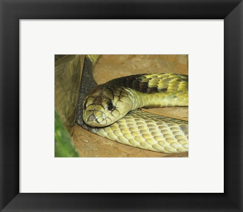 Framed Art Egyptian Cobra Framed Art for your Home Wall Decor 18x24 Artwork