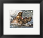 Framed Art Elephant Seals Fighting Framed Art for your Home Wall Decor 18x24 Artwork