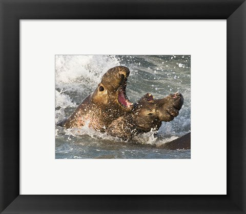 Framed Art Elephant Seals Fighting Framed Art for your Home Wall Decor 18x24 Artwork
