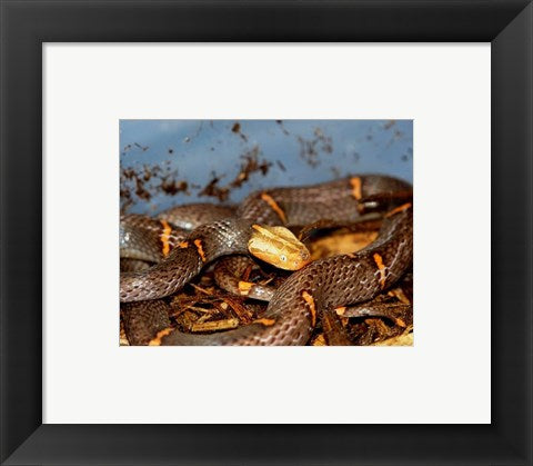 Framed Art Feas Viper Framed Art for your Home Wall Decor 18x24 Artwork