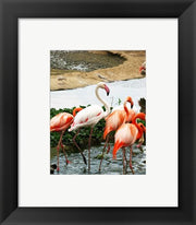 Framed Art Flamingos Pink and White Wall Decor 18x24 Artwork