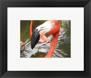 Framed Art Florida Flamingo Framed Art for your Home Wall Decor 18x24 Artwork