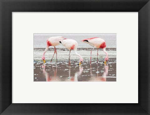 Framed Art Flamingos Searching for Food Wall Decor 18x24 Artwork