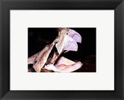 Framed Art Gabon Viper Fangs Framed Art for your Home Wall Decor 18x24 Artwork