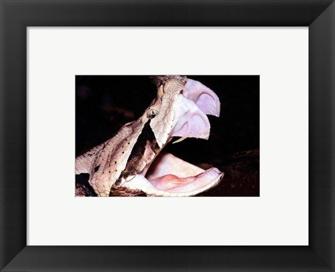 Framed Art Gabon Viper Fangs Framed Art for your Home Wall Decor 18x24 Artwork