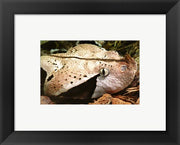 Framed Art Gabon Viper Head Framed Art for your Home Wall Decor 18x24 Artwork
