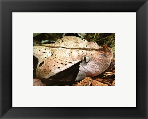 Framed Art Gabon Viper Head Framed Art for your Home Wall Decor 18x24 Artwork