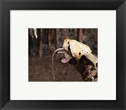 Framed Art Gaboon Viper Rhinoceroceros Wall Decor 18x24 Artwork