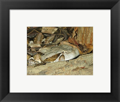 Framed Art Gaboon Viper Framed Art for your Home Wall Decor 18x24 Artwork