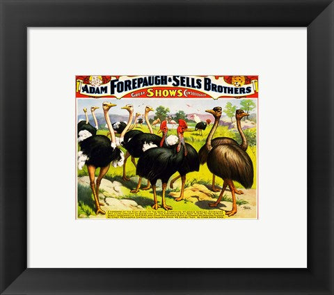 Framed Art Great Birds of the World, Poster 1898 Wall Decor 18x24 Artwork