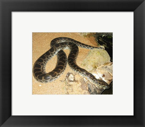 Framed Art Green Anaconda Wall Decor 18x24 Artwork