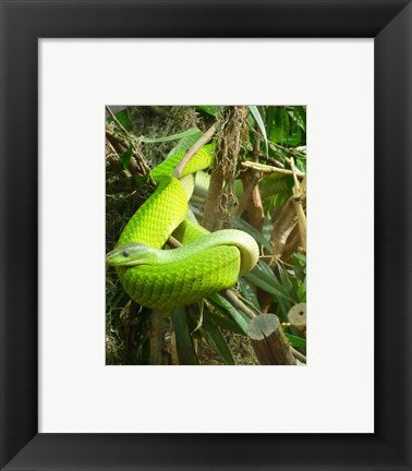 Framed Art Green Mamba Wall Decor 18x24 Artwork