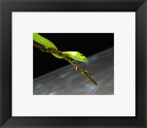 Framed Art Green Mamba On Branch Wall Decor 18x24 Artwork