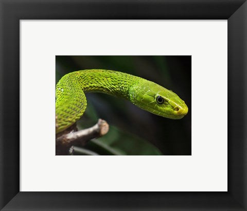Framed Art Green Mamba Closeup Wall Decor 18x24 Artwork