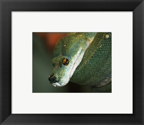 Framed Art Green Tree Python Wall Decor 18x24 Artwork
