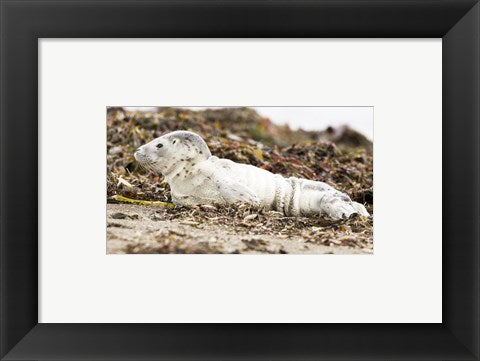 Framed Art Harbor Seal Pup Wall Decor 18x24 Artwork
