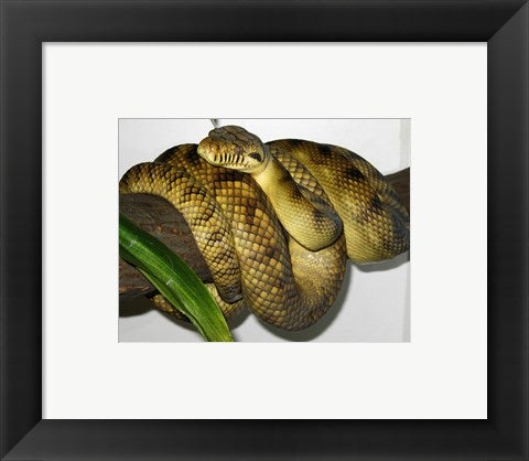 Framed Art High-Yellow Scrub Python Morelia Amethistina Wall Decor 18x24 Artwork