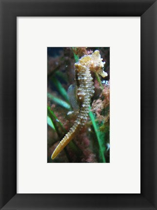 Framed Art Hippocampe de Mareis Wall Decor 18x24 Artwork