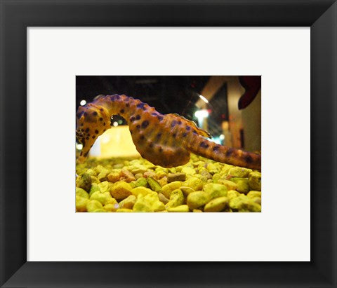 Framed Art Hippocampus Abdominalis Aquarium Finisterrae Wall Decor 18x24 Artwork