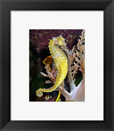 Framed Art Hippocampus Barbouri Wall Decor 18x24 Artwork