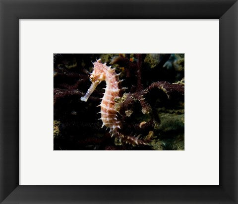 Framed Art Hippocampus Histrix (Beige Thorny Seahose) Wall Decor 18x24 Artwork