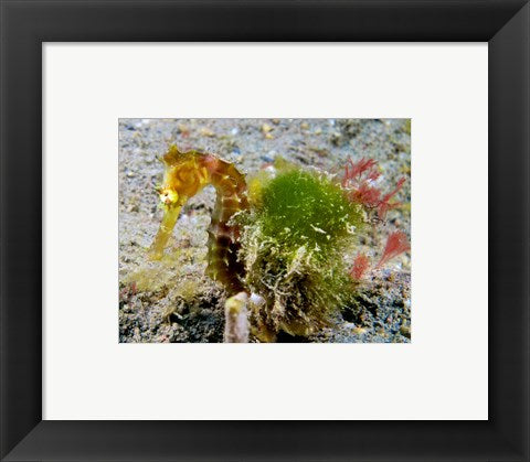 Framed Art Hippocampus Histrix (Juvenile Thorny Seahorse) Wall Decor 18x24 Artwork